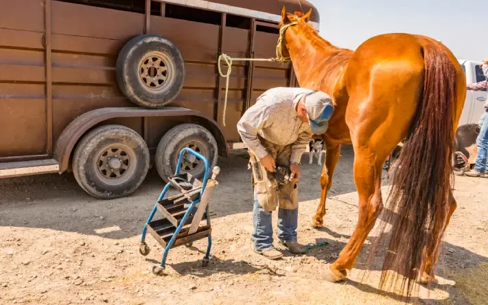 Mastering Hoof care with EPISURG farrier tools